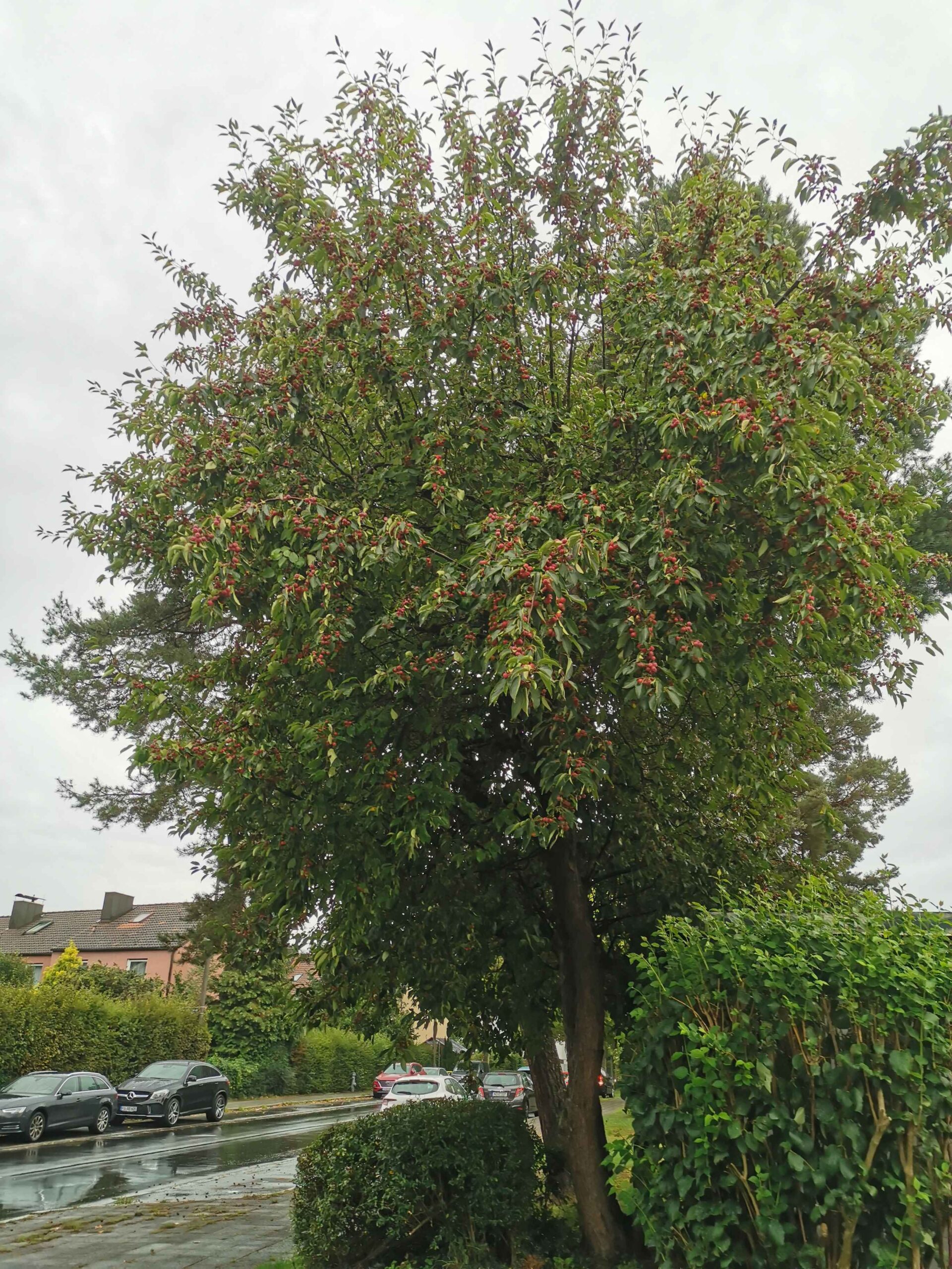 Malus baccata var. mandshurica - Nürnberg-Reichelsdorf - September 2025