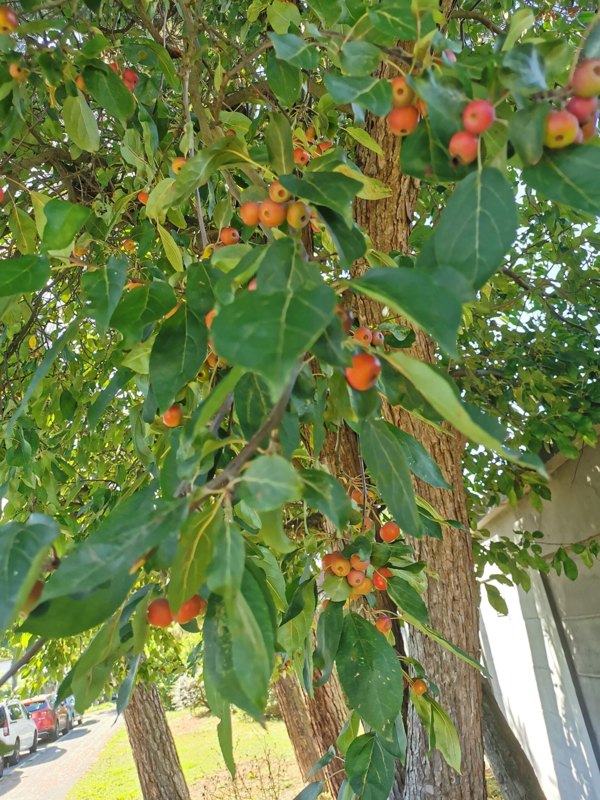 Malus baccata var. mandshurica - Nürnberg-Reichelsdorf - September 2025