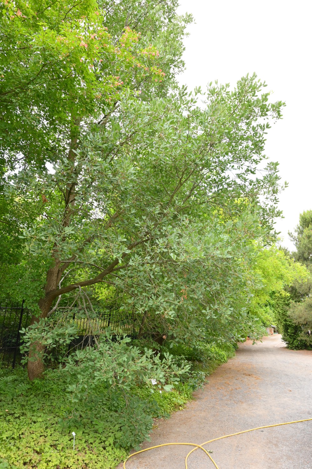 Quercus infectoria var. veneris - Dresden Botanischer Garten - 2022