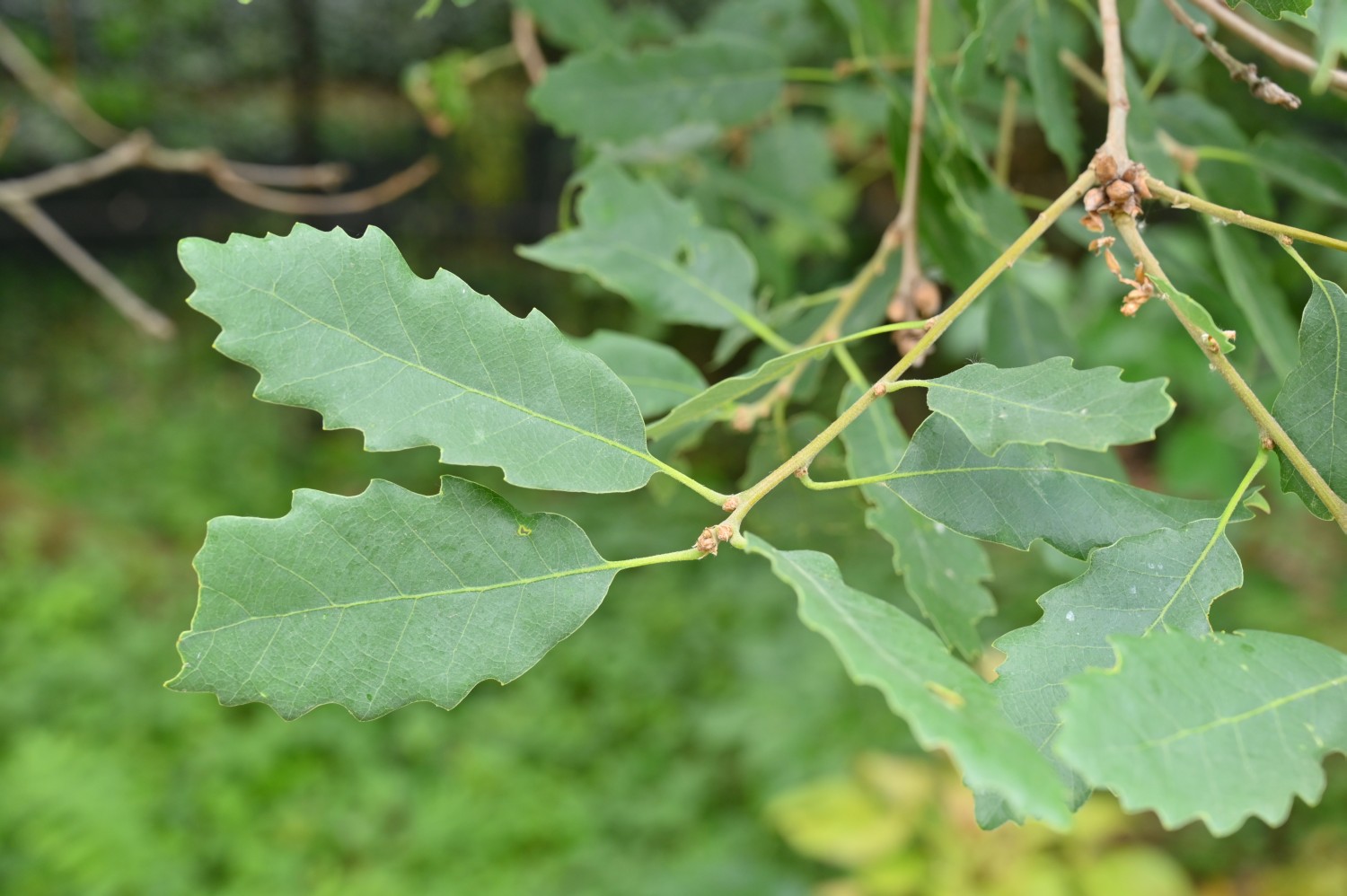 Quercus infectoria var. veneris- Dresden Botanischer Garten - 2022