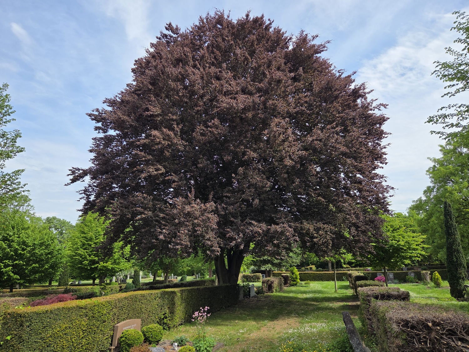Fagus sylvatica 'Rohanii' - Friedhof Ettlingen - Mai 2026