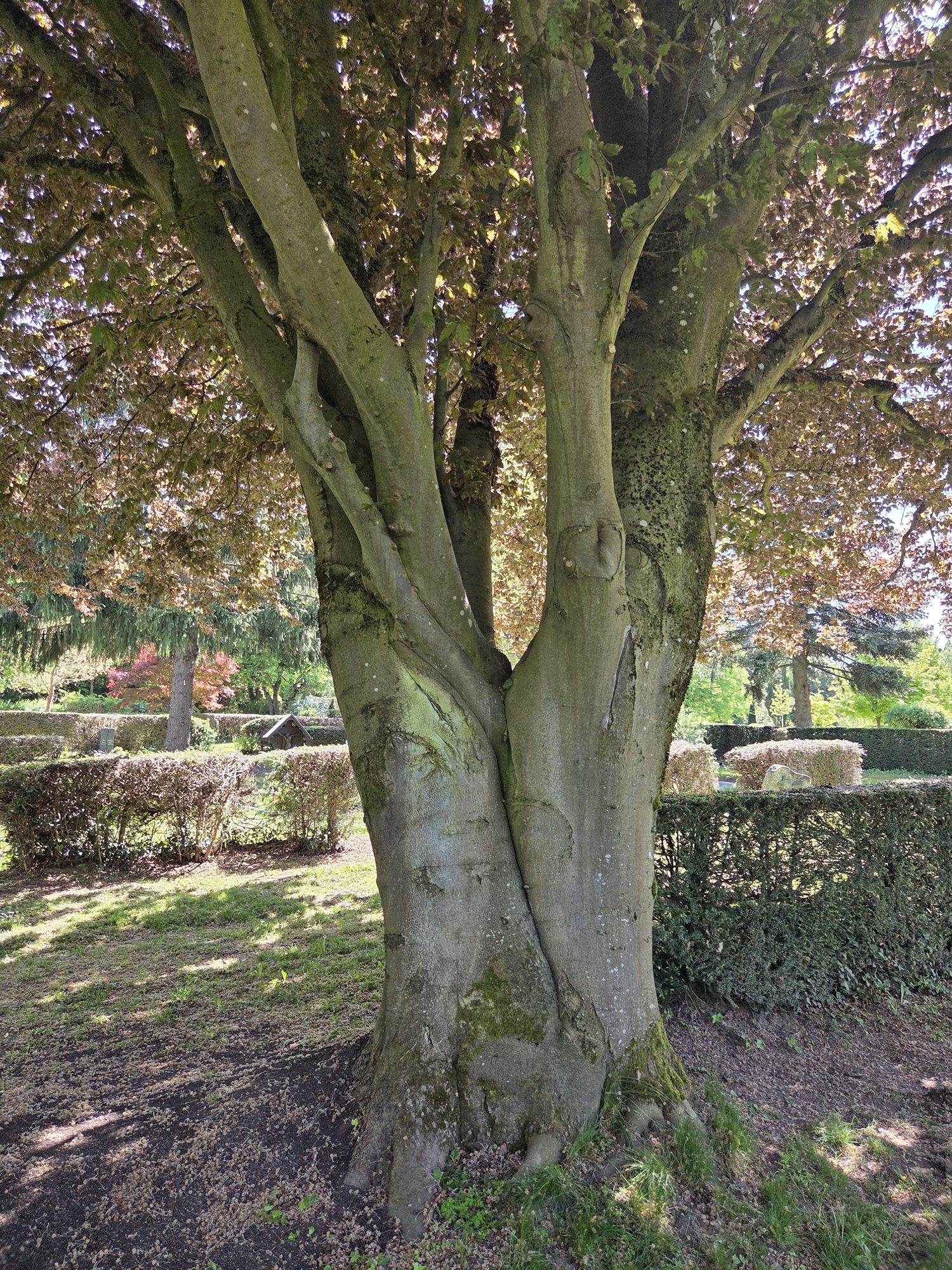 Fagus sylvatica 'Rohanii' - Friedhof Ettlingen - Mai 2026