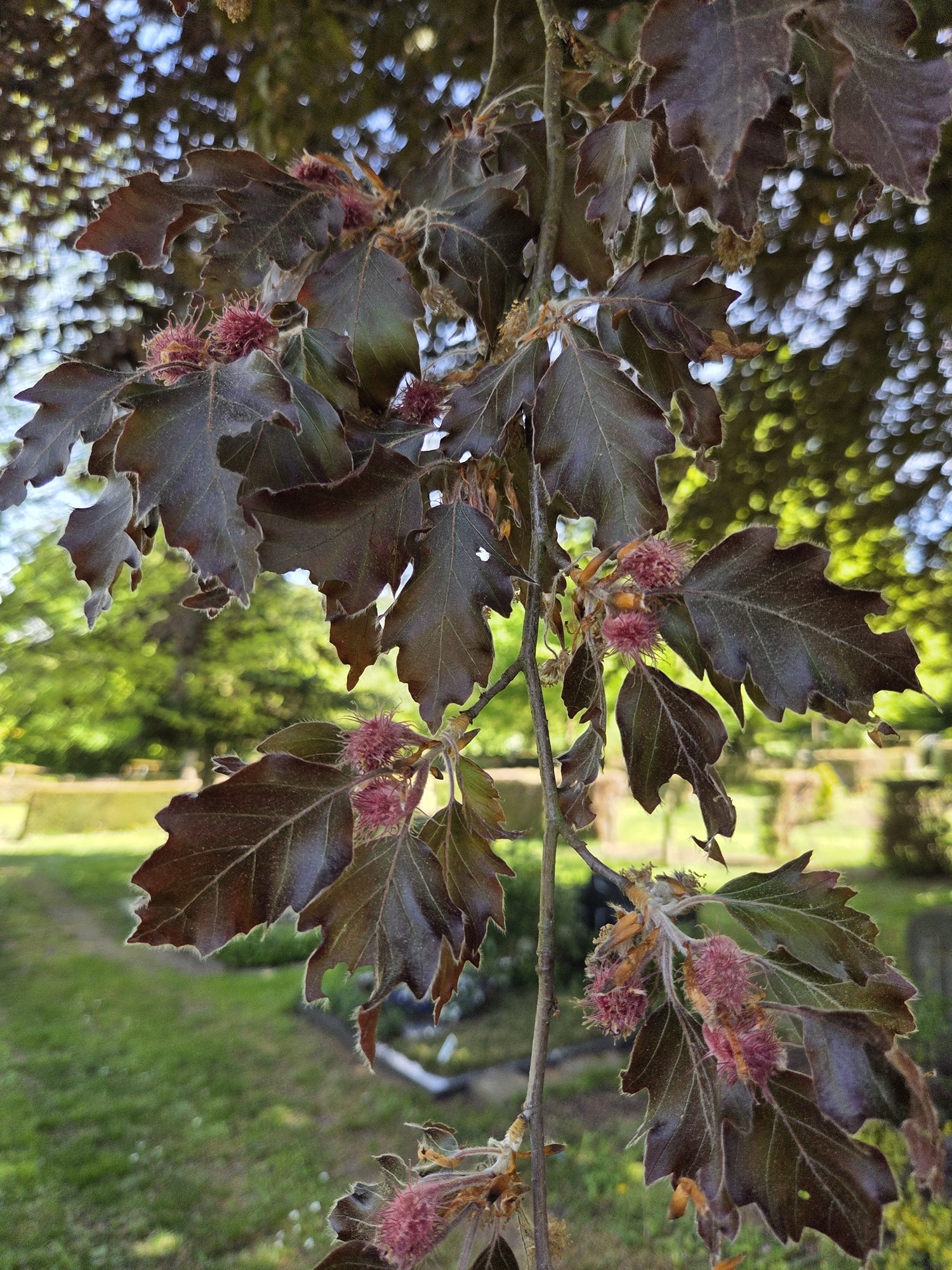 Fagus sylvatica 'Rohanii' - Friedhof Ettlingen - Mai 2026