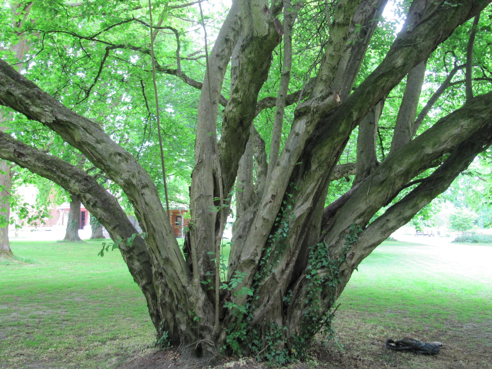 Corylus avellana - Kurpark Bad Sassendorf - April 2026