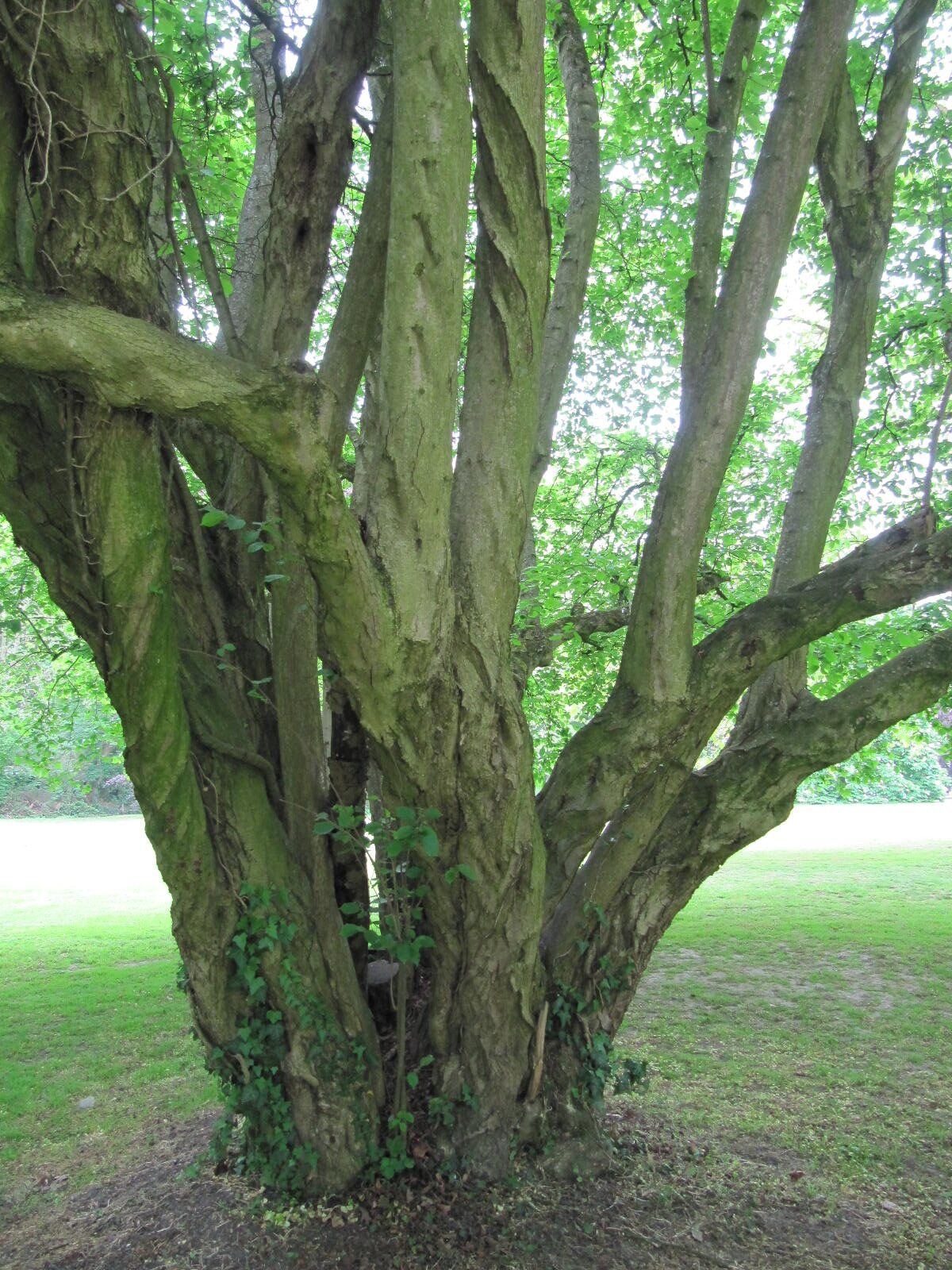 Corylus avellana - Kurpark Bad Sassendorf - April 2026