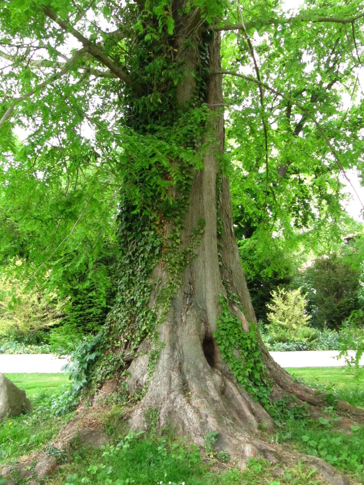 Metasequoia glyptostroboides - Bad Sassendorf - April 2026