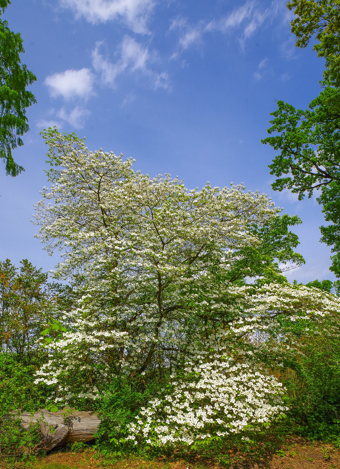 Cornus florida - Wannsee - Mai 2026
