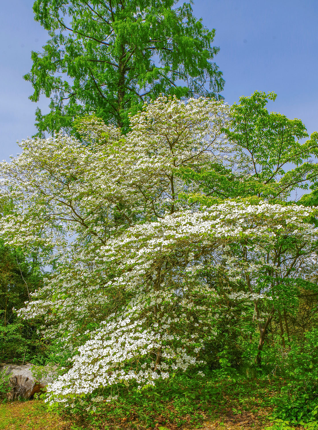 Cornus florida - Wannsee - Mai 2026
