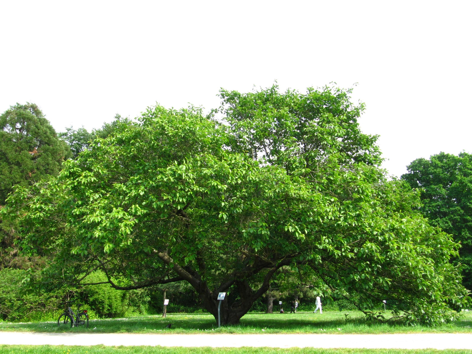 Prunus serrulata 'Tai Haku' - Köln-Rodenkirchen - Mai 2026