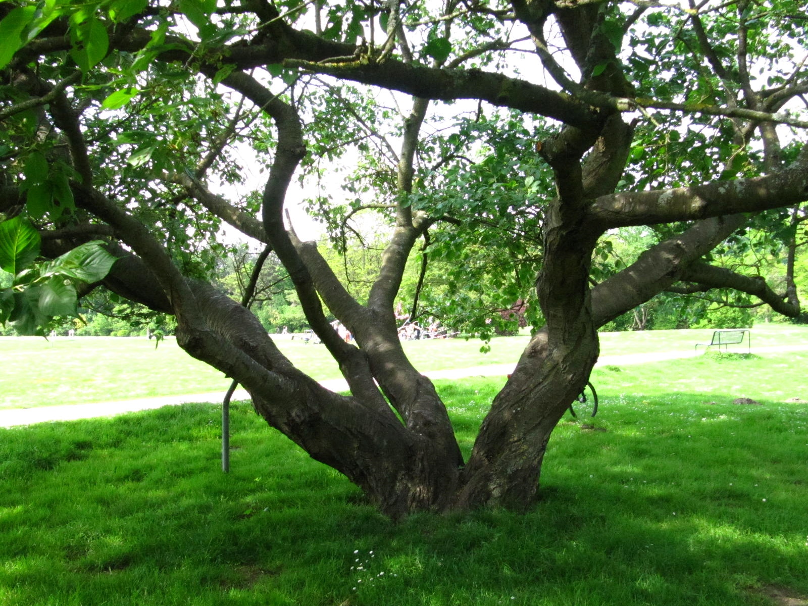 Prunus serrulata 'Tai Haku' - Köln-Rodenkirchen - Mai 2026