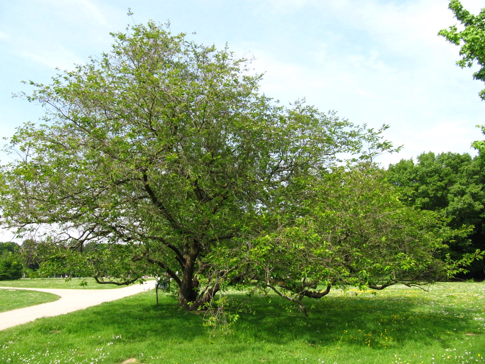Prunus × subhirtella 'Accolade' - Köln-Rodenkirchen - Mai 2026