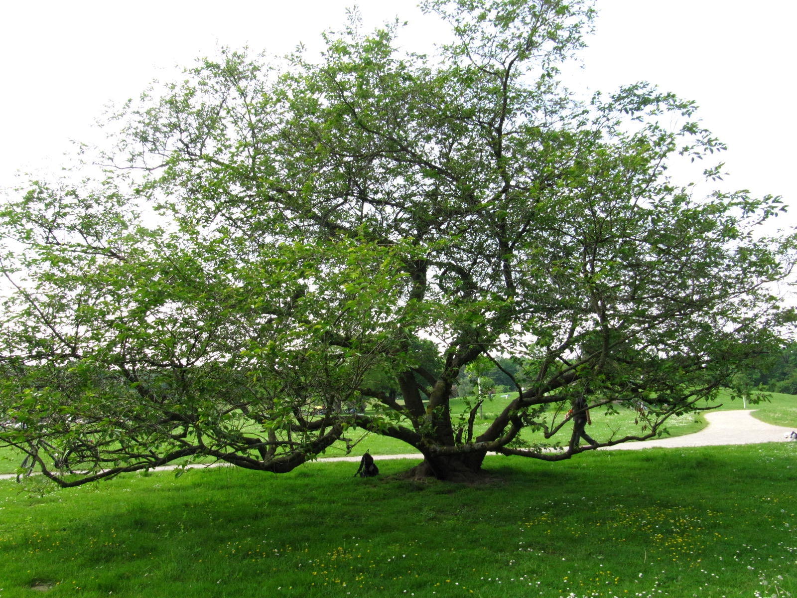 Prunus × subhirtella 'Accolade' - Köln-Rodenkirchen - Mai 2026