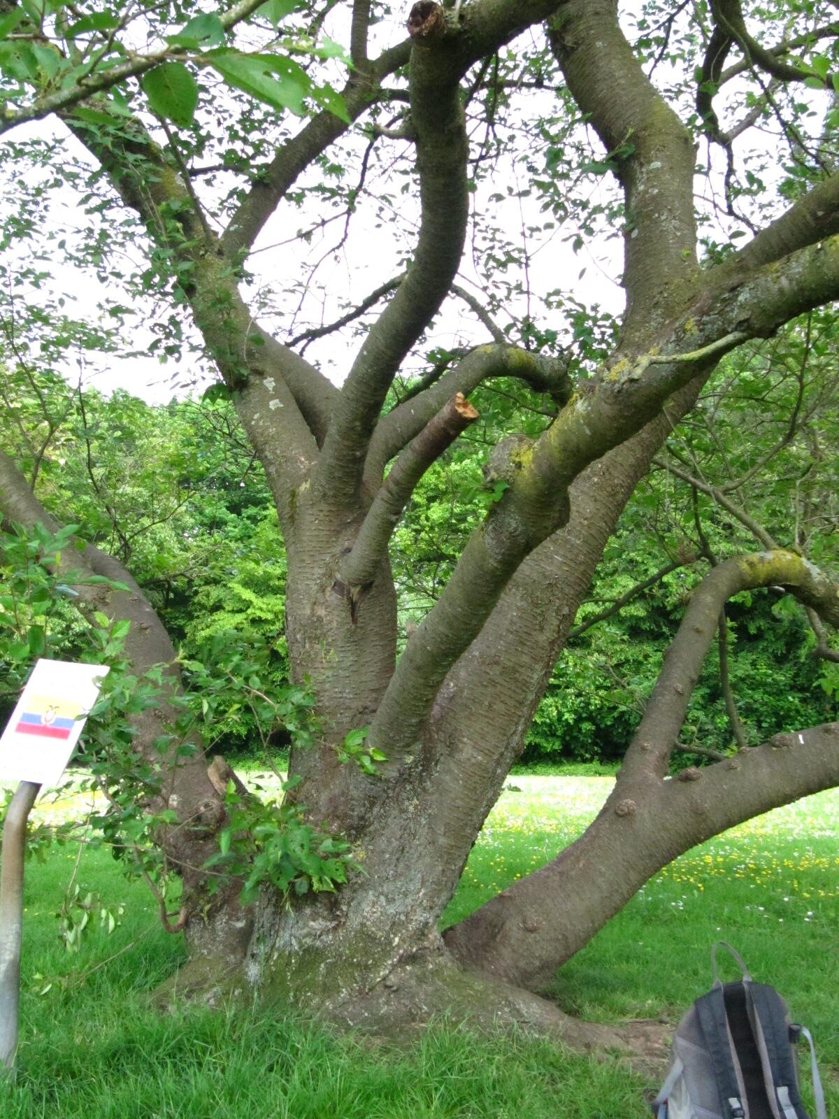 Prunus × subhirtella 'Accolade' - Köln-Rodenkirchen - Mai 2026