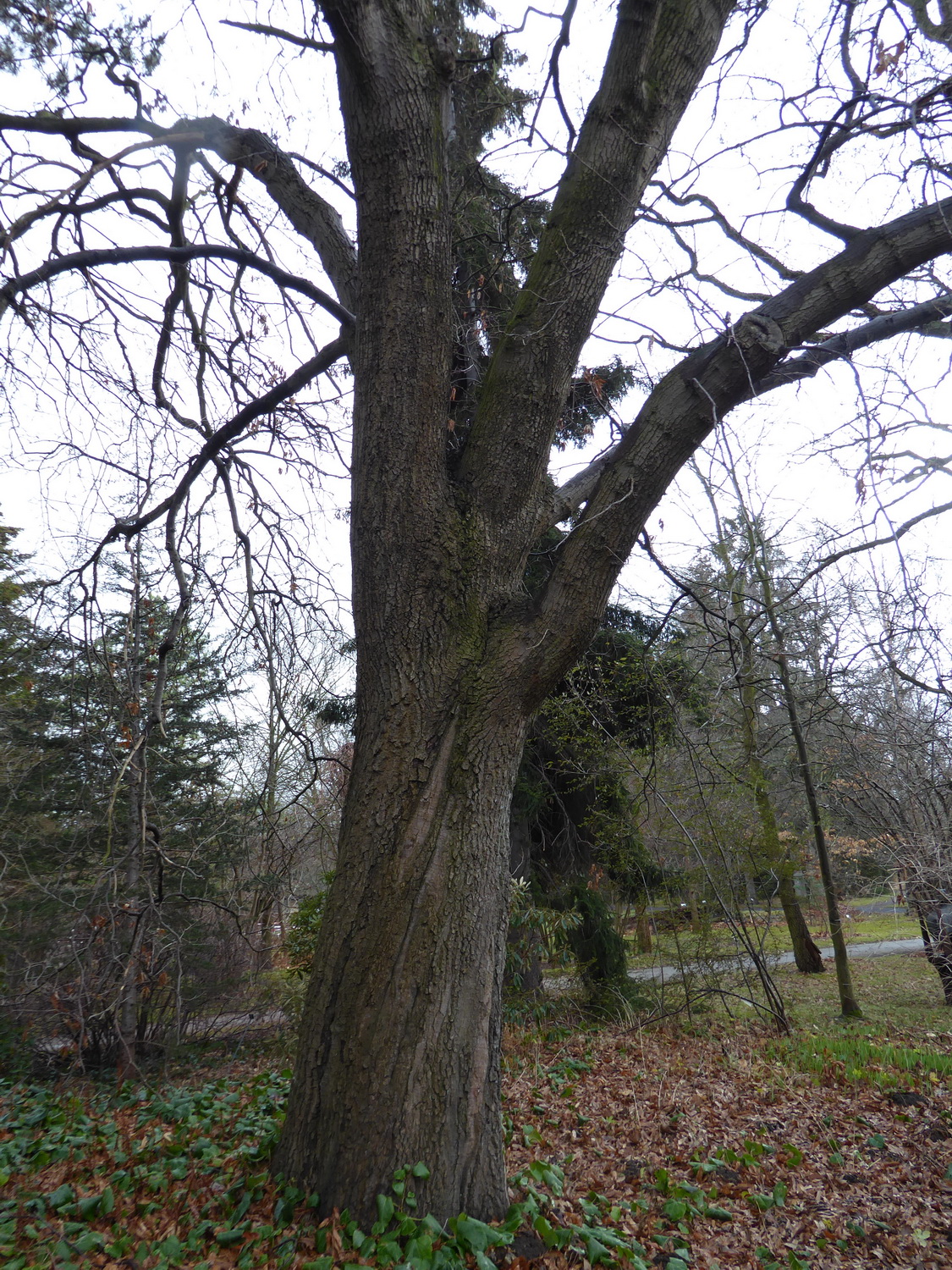 Quercus libani - Dresden Botanischer Garten - Februar 2023