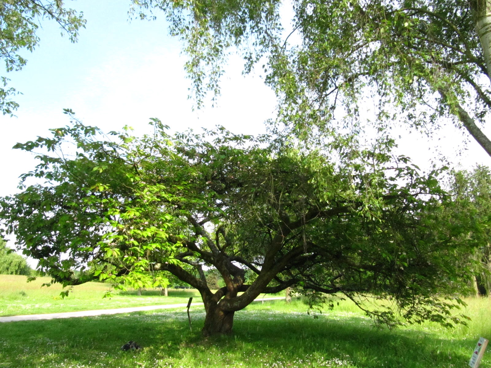 Prunus serrulata 'Shirofugen' - Köln-Rodenkirchen - Mai 2026