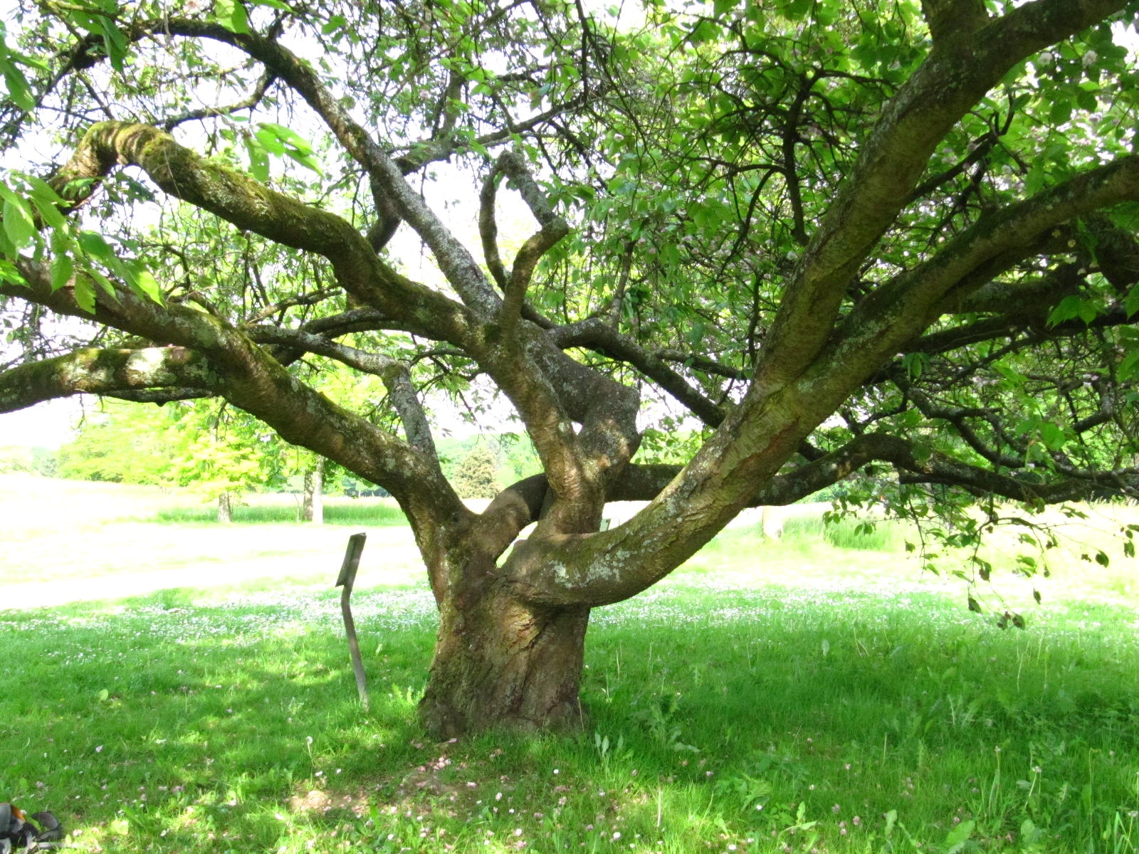 Prunus serrulata 'Shirofugen' - Köln-Rodenkirchen - Mai 2026