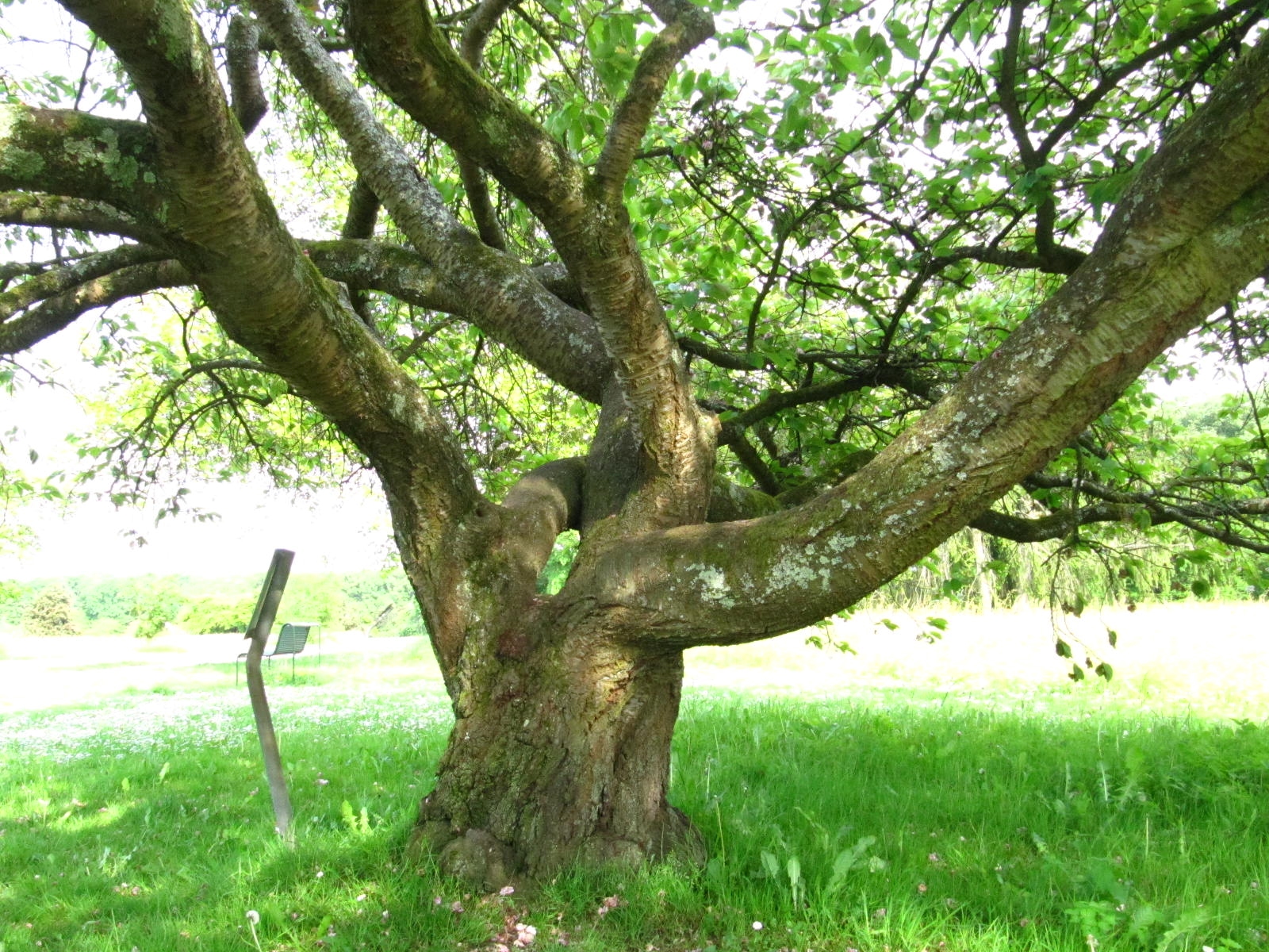 Prunus serrulata 'Shirofugen' - Köln-Rodenkirchen - Mai 2026