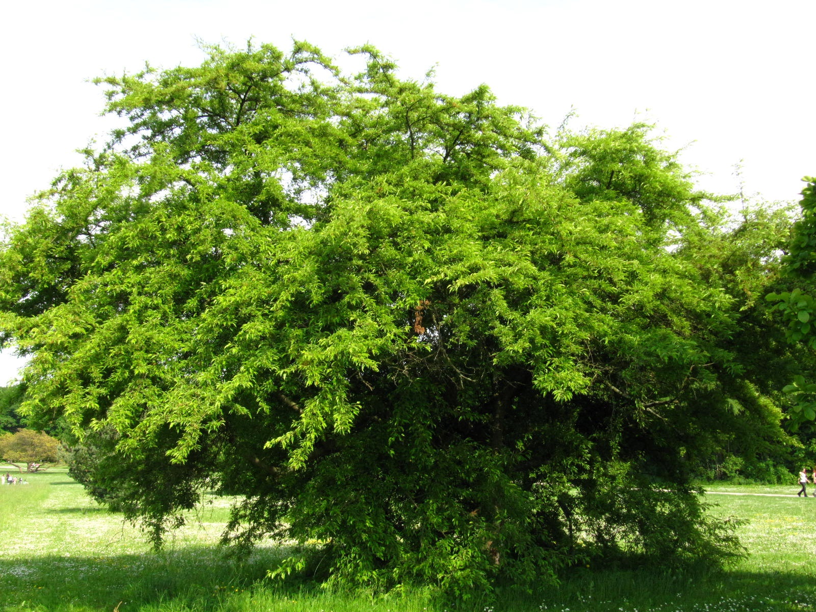 Malus baccata var. baccata - Köln-Rodenkirchen - Mai 2026