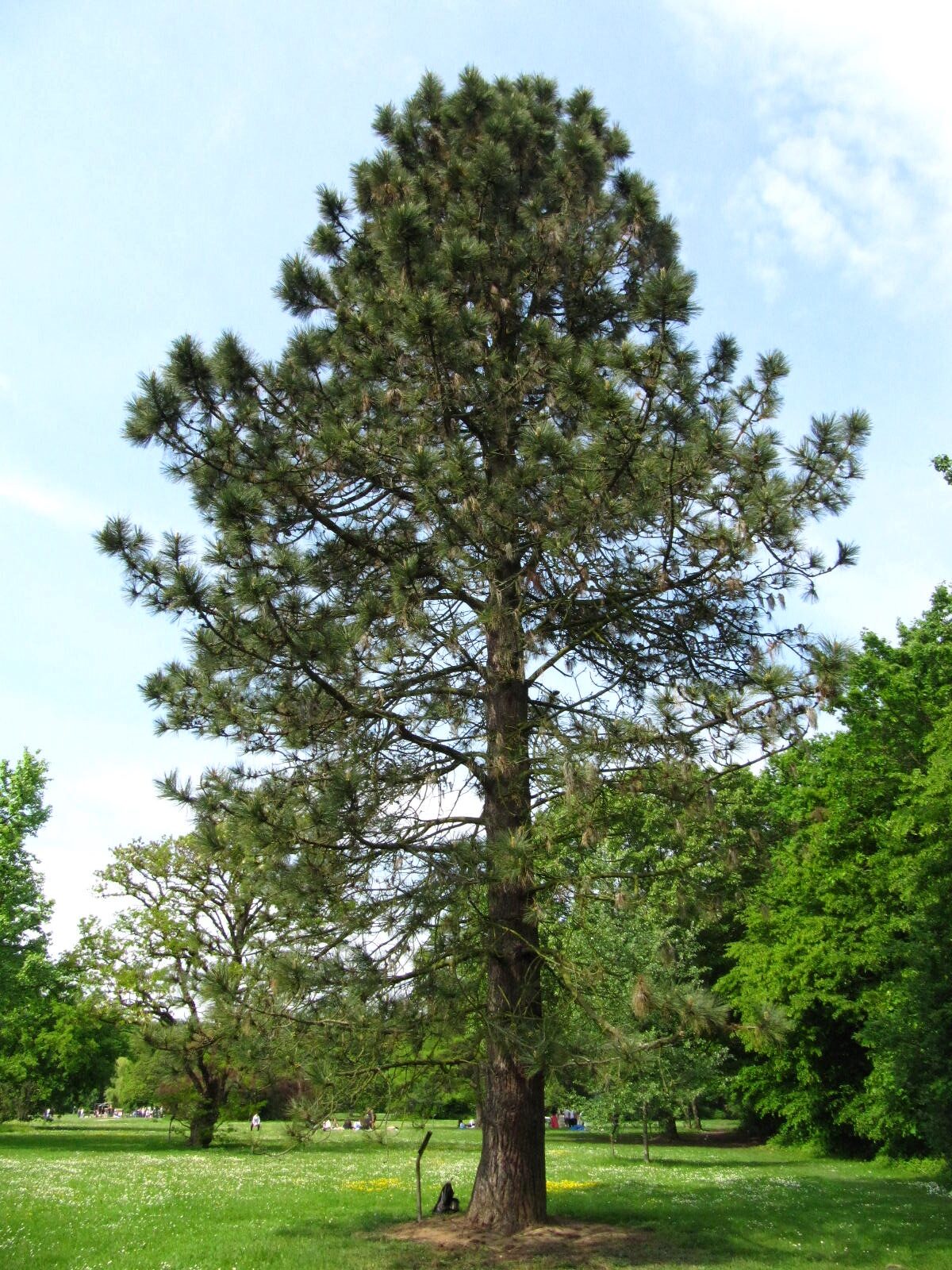 Pinus jeffreyi - Köln-Rodenkirchen - Mai 2026
