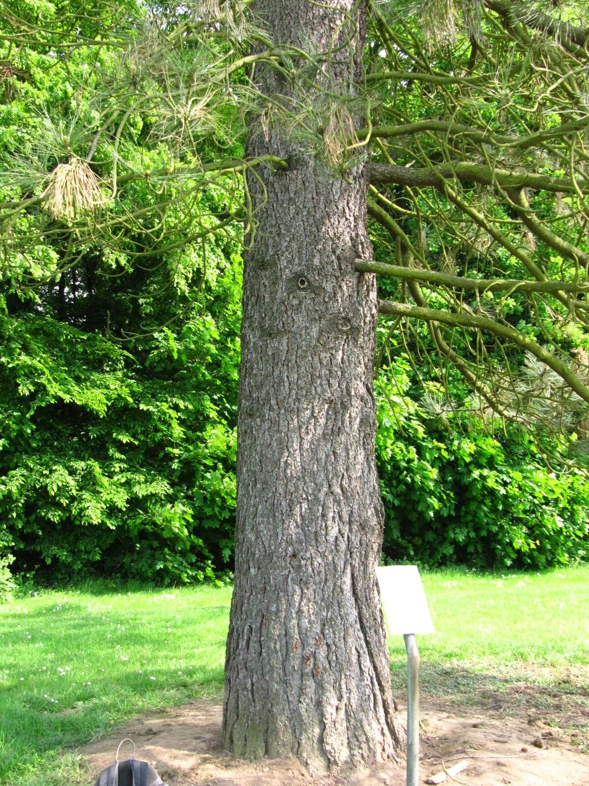 Pinus jeffreyi - Köln-Rodenkirchen - Mai 2026