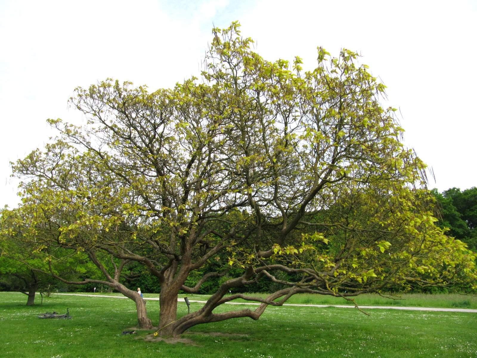 Catalpa bignonioides 'Aurea' - Köln-Rodenkirchen - Mai 2026