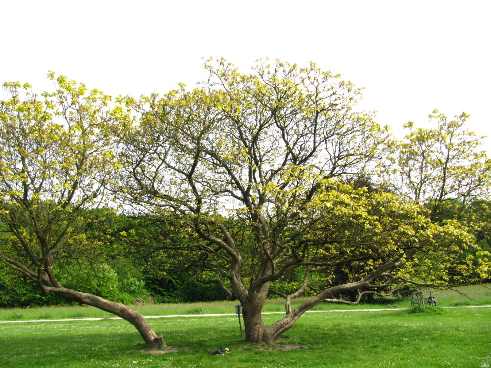 Catalpa bignonioides 'Aurea' - Köln-Rodenkirchen - Mai 2026
