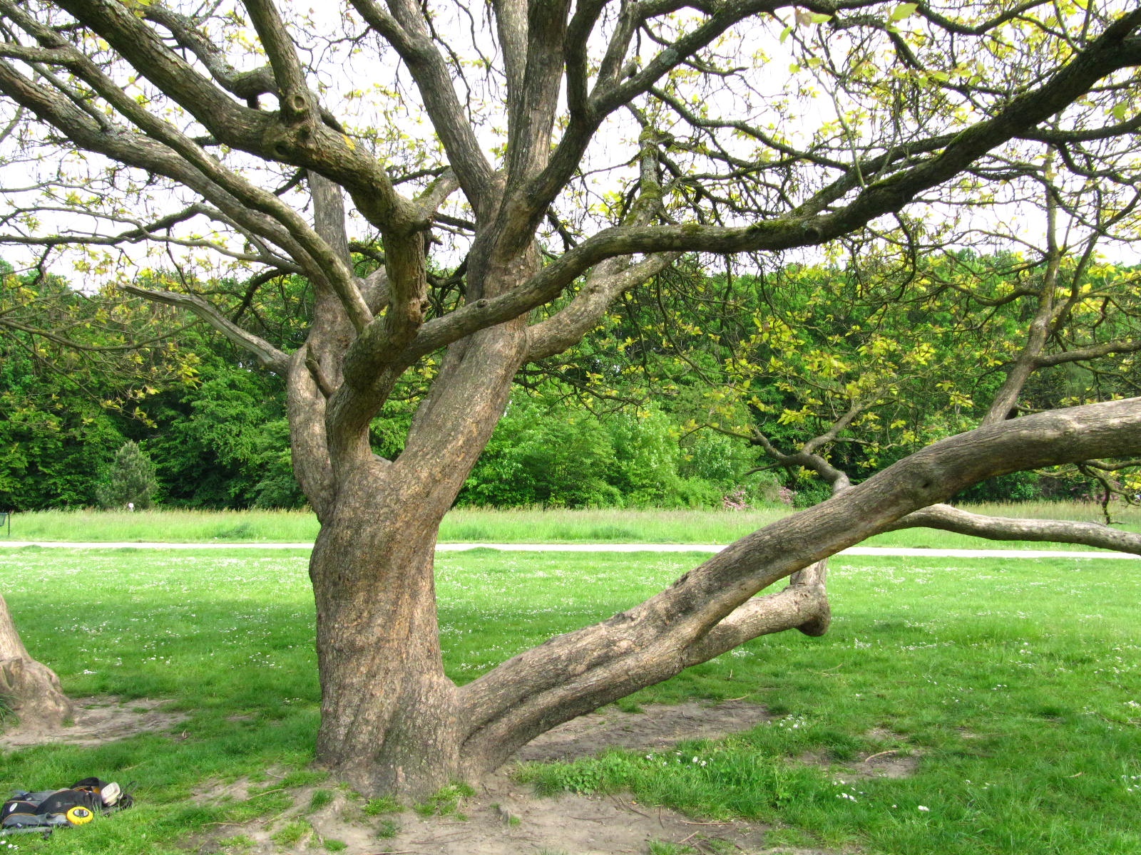 Catalpa bignonioides 'Aurea' - Köln-Rodenkirchen - Mai 2026