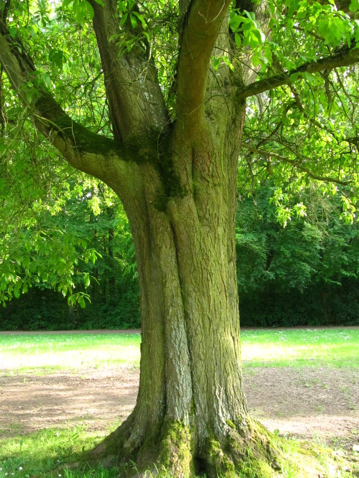 Quercus imbricaria - Köln-Rodenkirchen - Mai 2026
