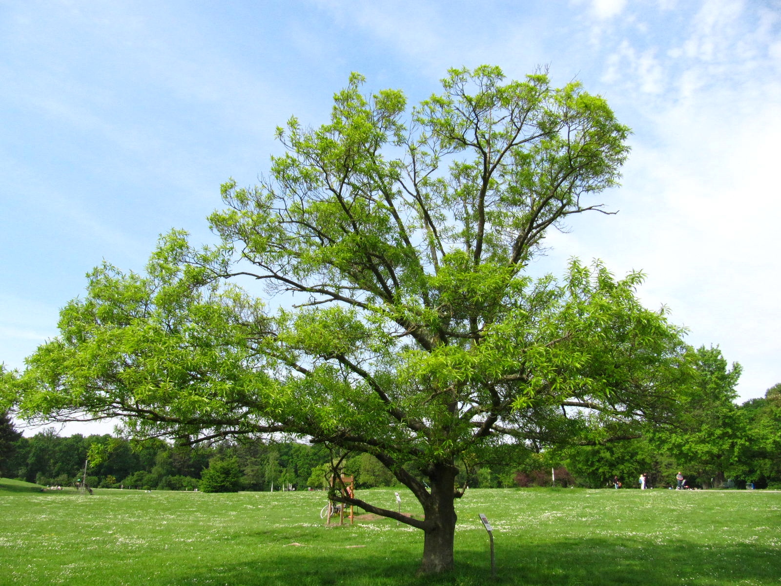 Quercus × heterophylla - Köln-Rodenkirchen - Mai 2026