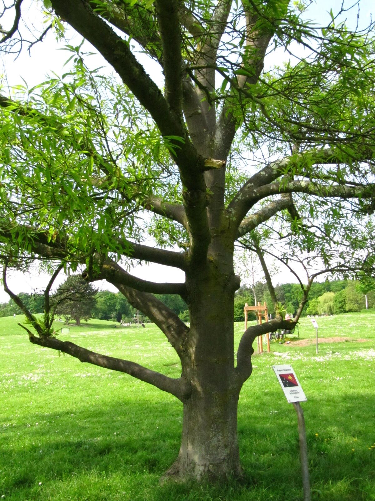 Quercus × heterophylla - Köln-Rodenkirchen - Mai 2026