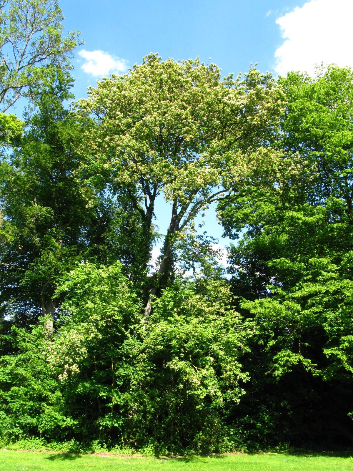 Sorbus torminalis - Köln-Lindenthal - Mai 2026