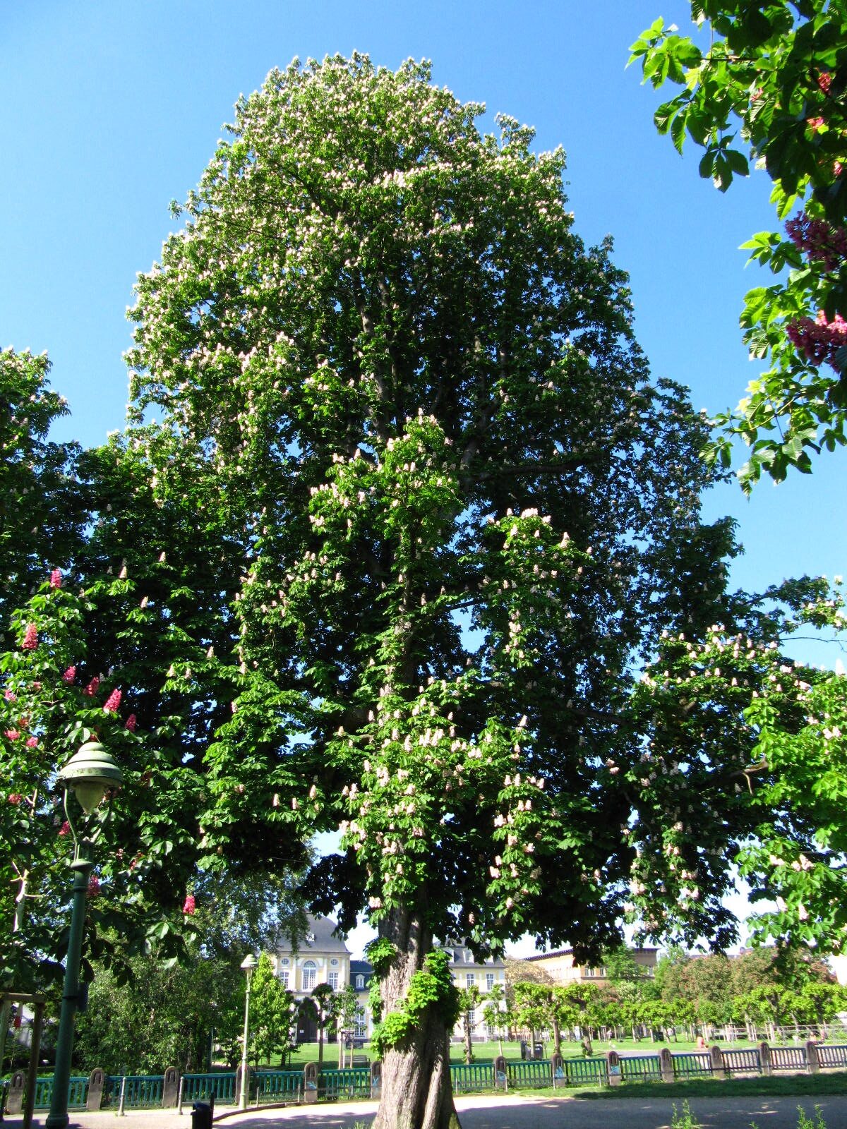 Aesculus hippocastanum 'Baumannii' - Bonn-Südstadt - Mai 2026