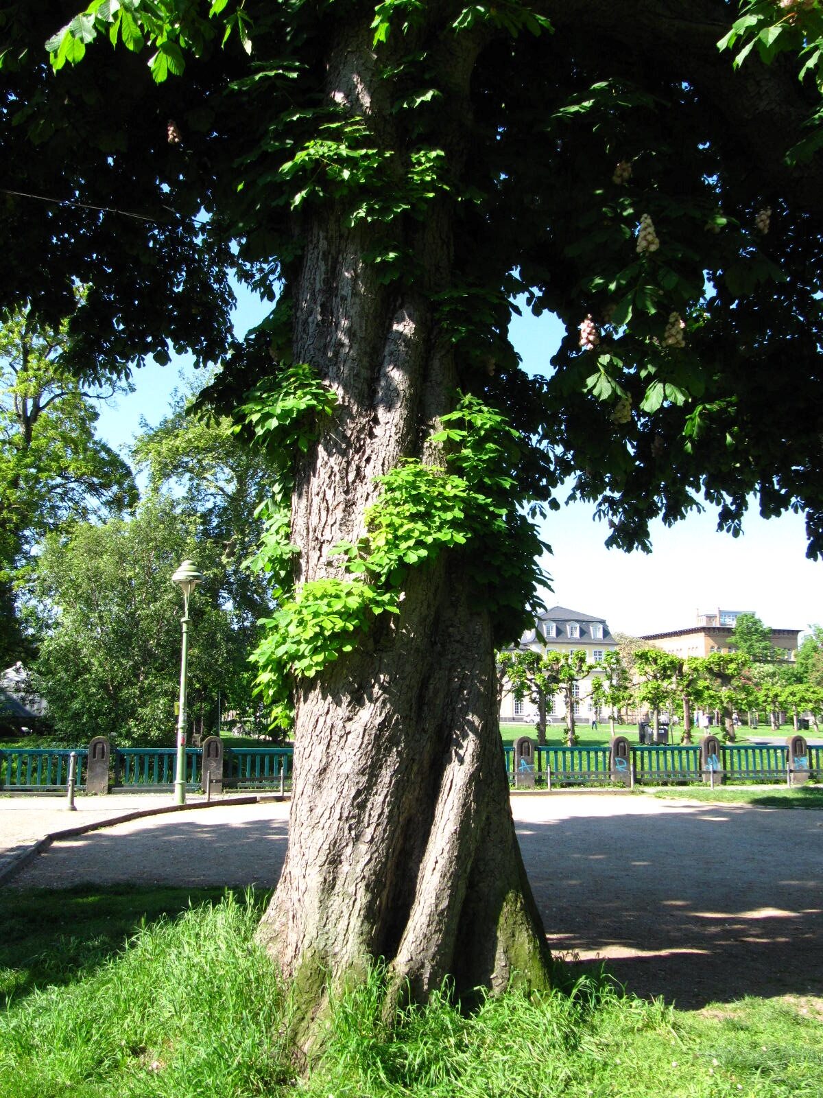 Aesculus hippocastanum 'Baumannii' - Bonn-Südstadt - Mai 2026