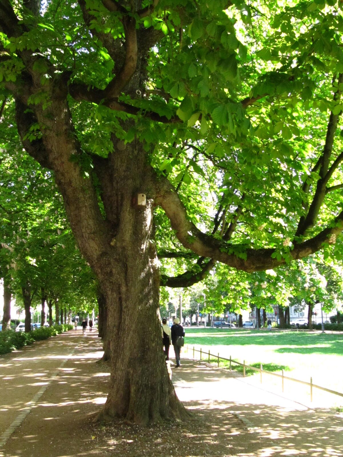 Aesculus hippocastanum 'Baumannii' - Bonn-Südstadt - Mai 2026