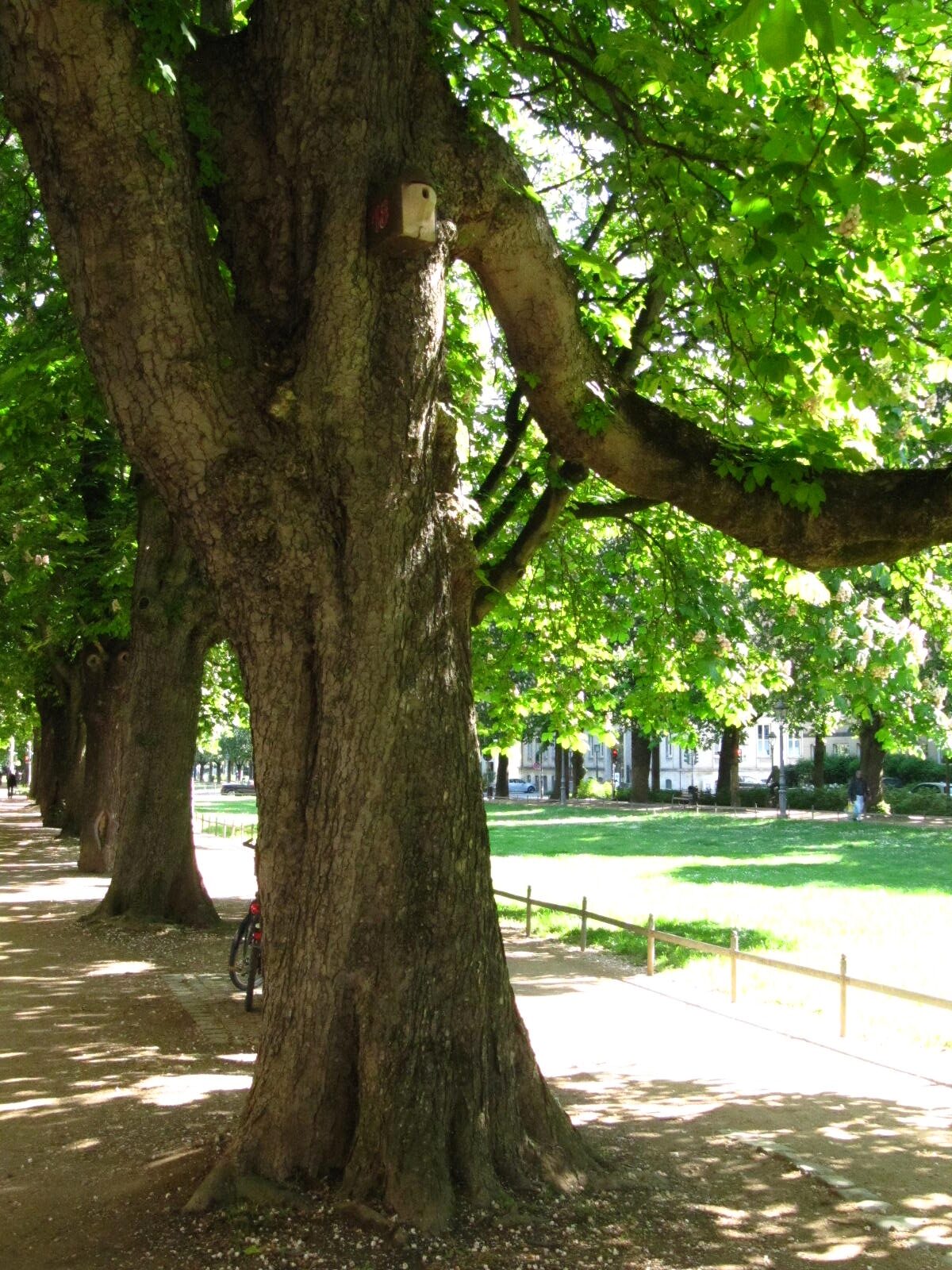 Aesculus hippocastanum 'Baumannii' - Bonn-Südstadt - Mai 2026