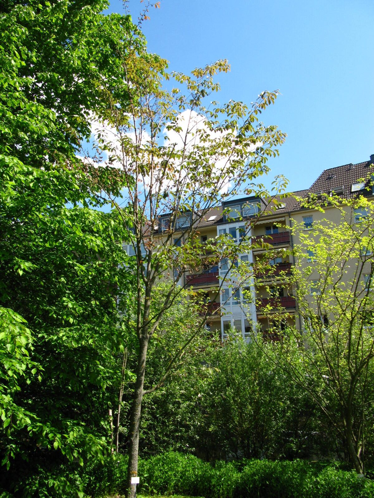 Ulmus uyematsui - Bonn-Poppelsdorf - Mai 2026