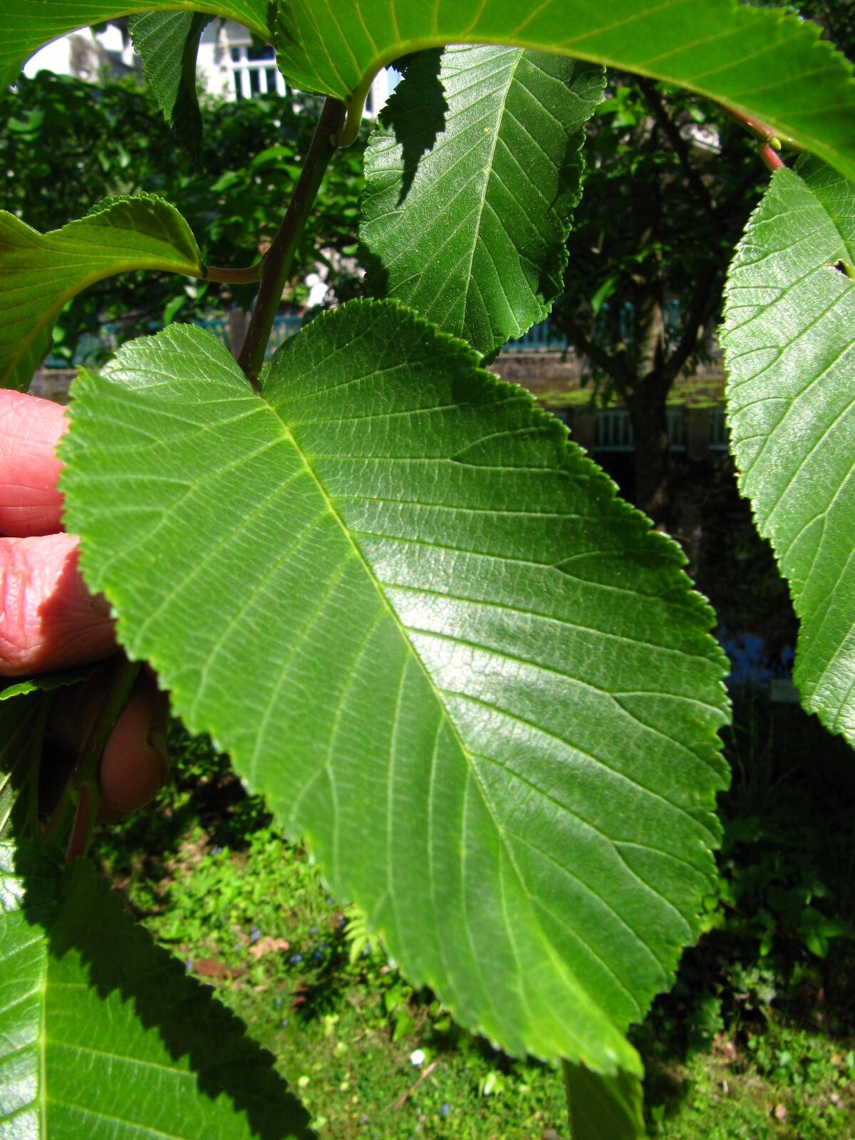 Ulmus prunifolia - Bonn-Poppelsdorf - Mai 2026