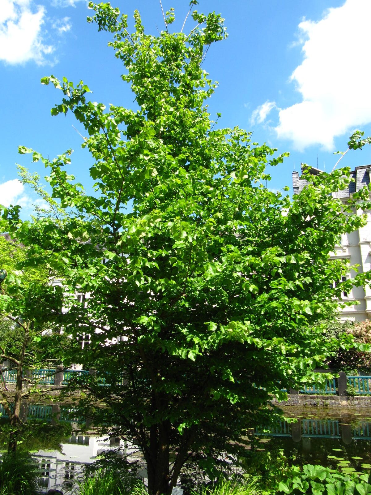 Ulmus americana - Bonn-Poppelsdorf - Mai 2026