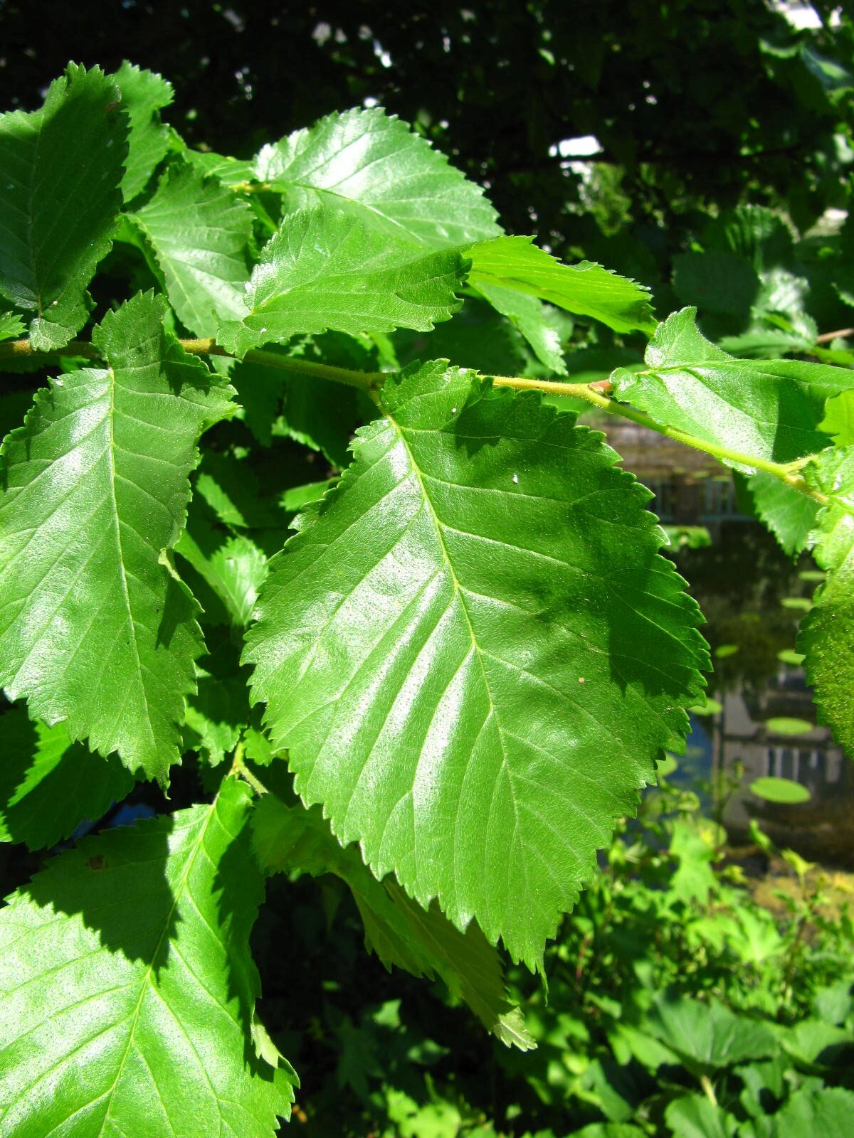 Ulmus americana - Bonn-Poppelsdorf - Mai 2026