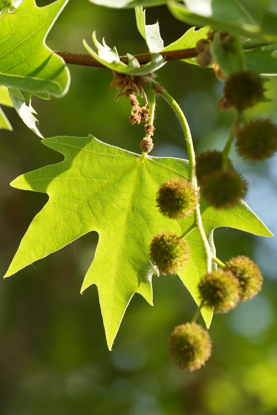 Platanus orientalis - Schönebeck-Salzelmen - Mai 2026