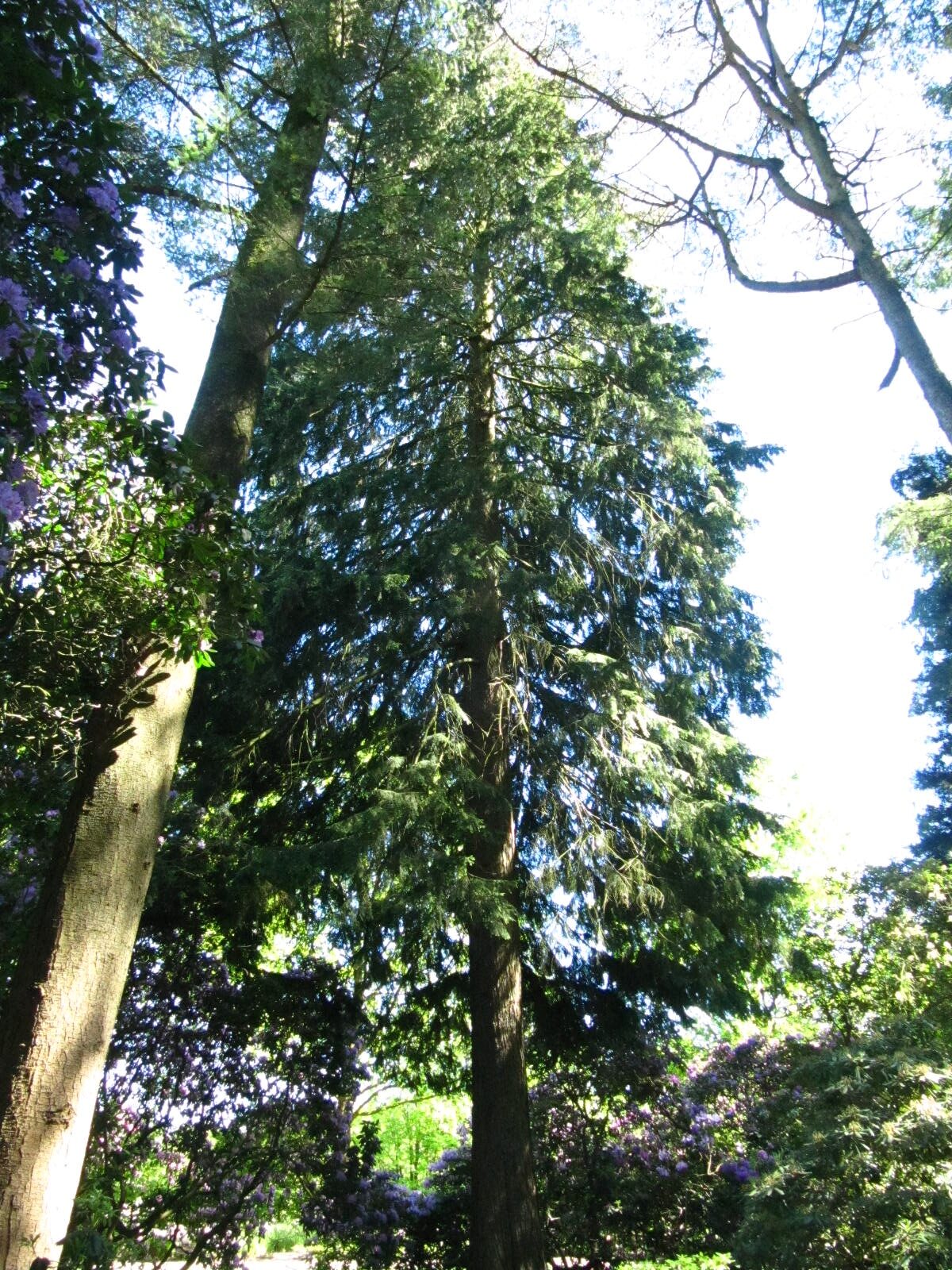 Tsuga heterophylla - Wiefelstede-Gristede - Mai 2026