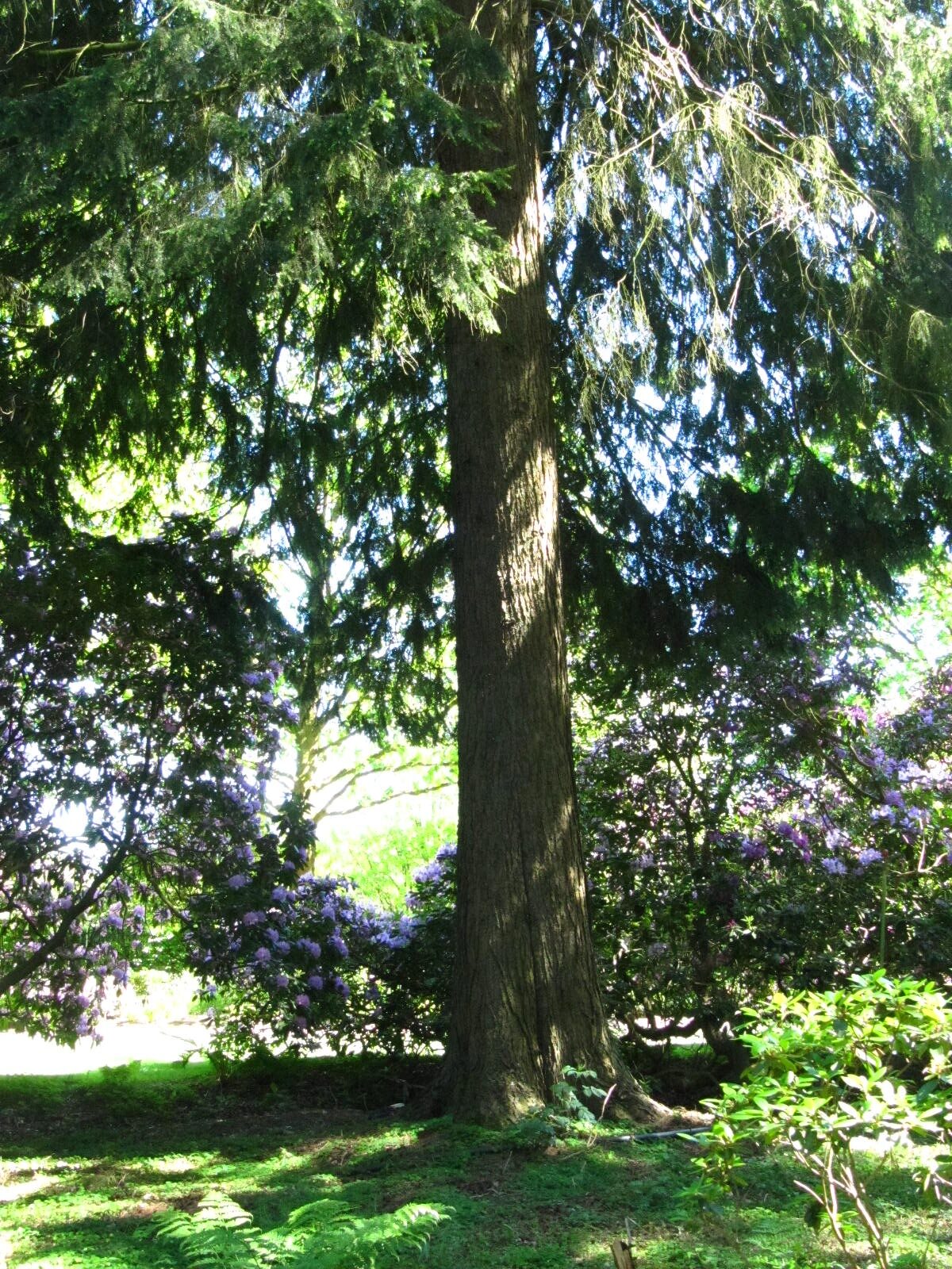 Tsuga heterophylla - Wiefelstede-Gristede - Mai 2026