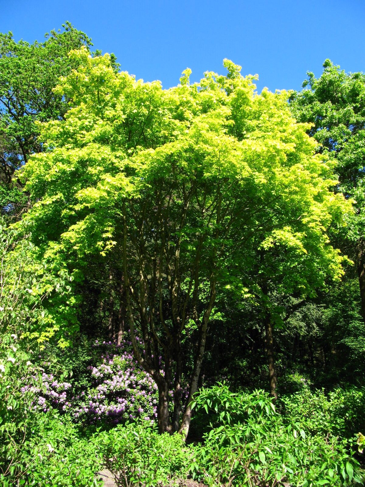 Acer cappadocicum - Wiefelstede-Gristede - Mai 2026
