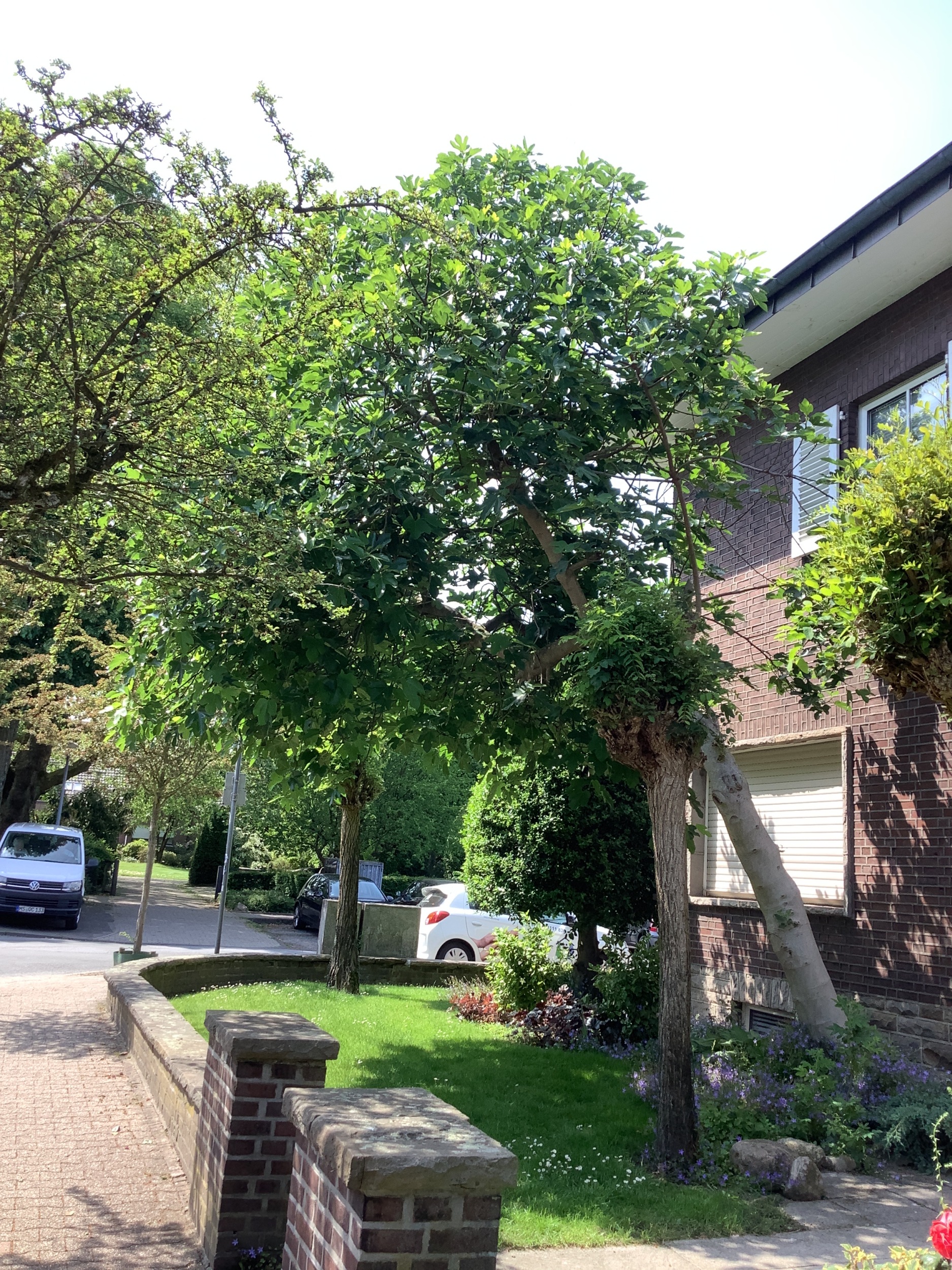 Ficus carica - Bottrop-Kirchhellen - Mai 2026