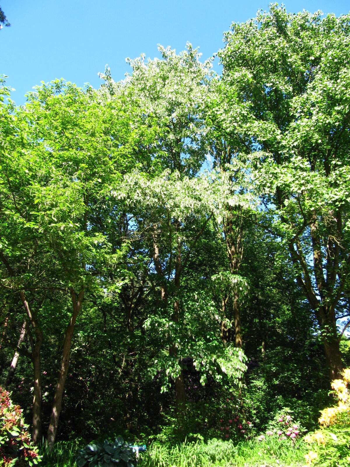 Davidia involucrata var. vilmoriniana - Wiefelstede-Gristede - Mai 2026