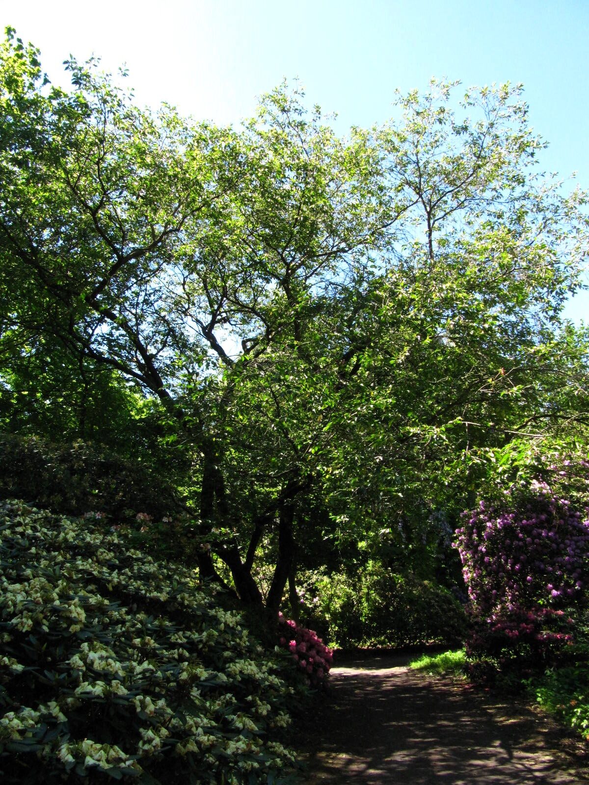 Prunus × subhirtella 'Accolade' - Wiefelstede-Gristede - Mai 2026