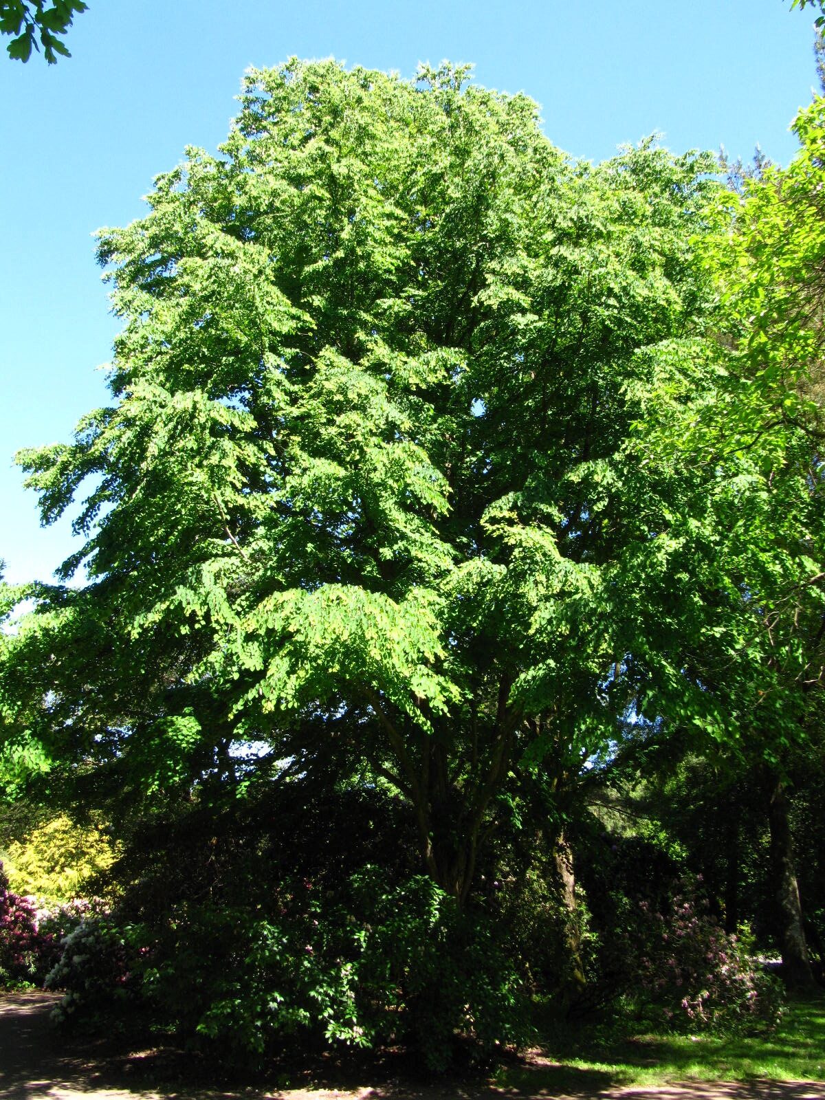 Cercidiphyllum japonicum - Wiefelstede-Gristede - Mai 2026