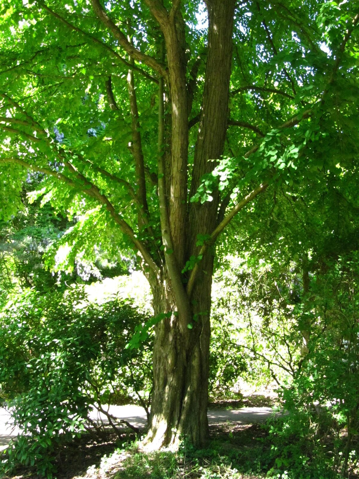 Cercidiphyllum japonicum - Wiefelstede-Gristede - Mai 2026