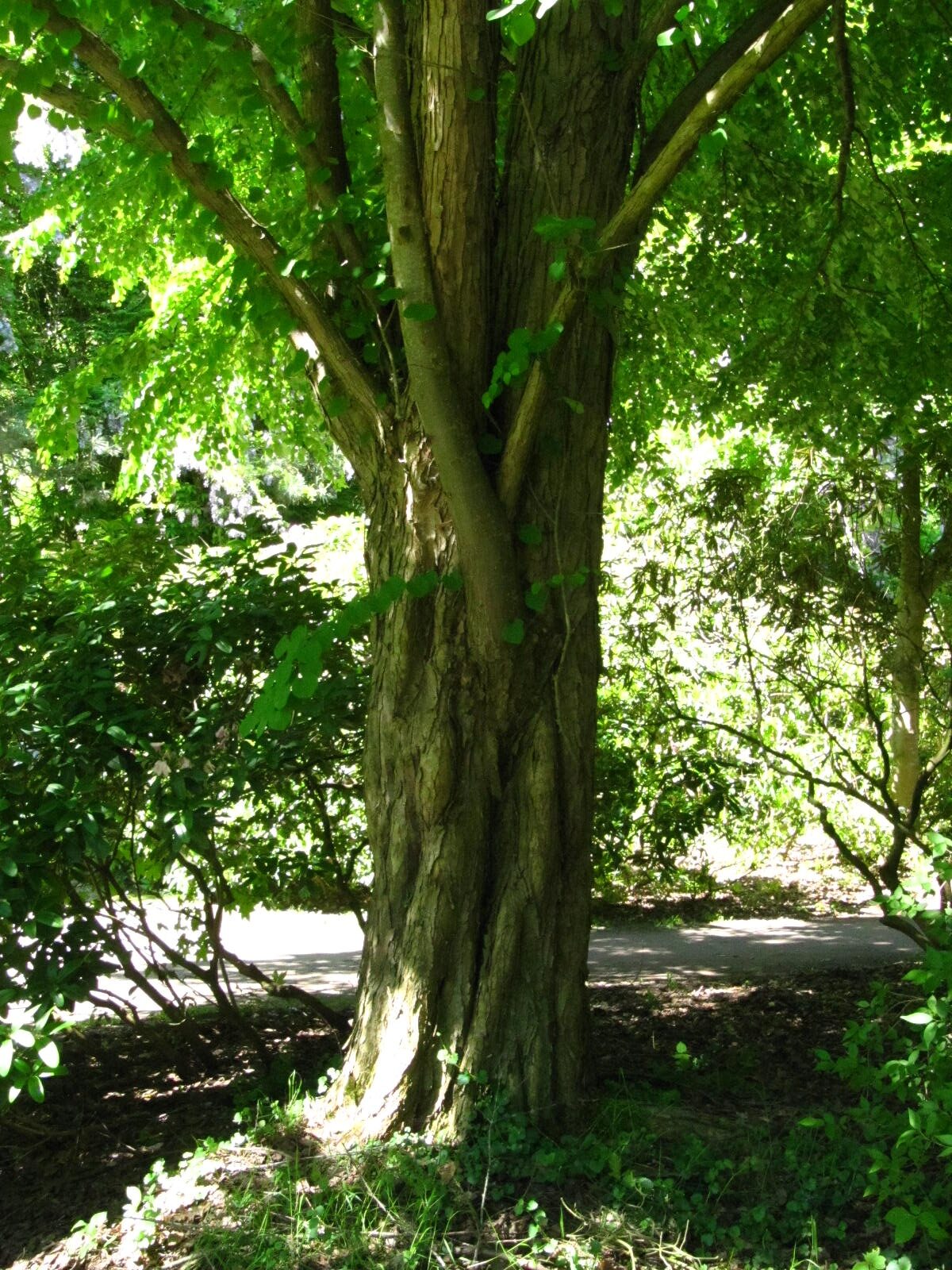 Cercidiphyllum japonicum - Wiefelstede-Gristede - Mai 2026