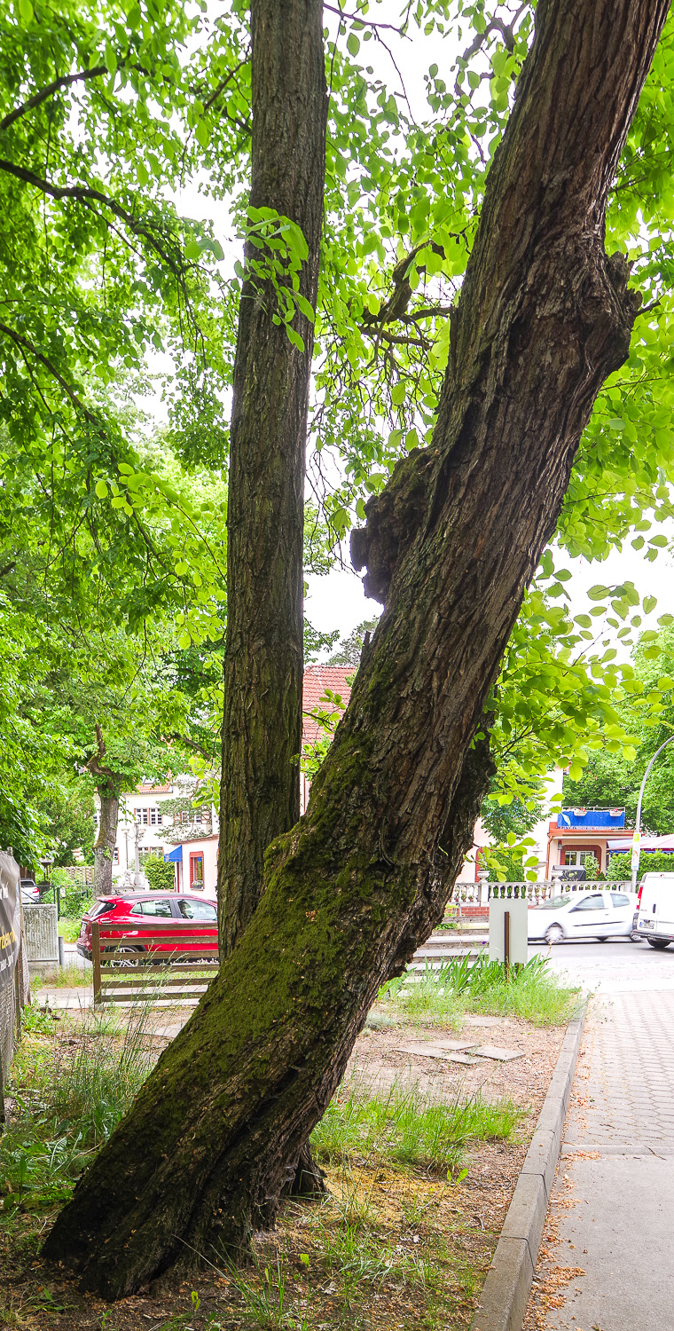 Catalpa speciosa - Berlin-Nikolassee - Mai 2026